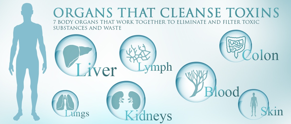 organs-that-detoxify-your-body
